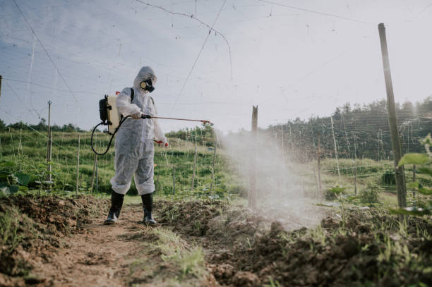 Best Ant Control Services  in Glen Rose, TX