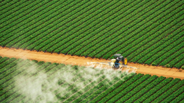 Best Termite Control Services  in Glen Rose, TX